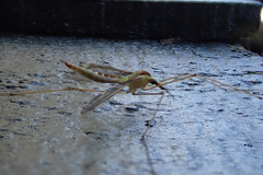 Leptotarsus albistigma