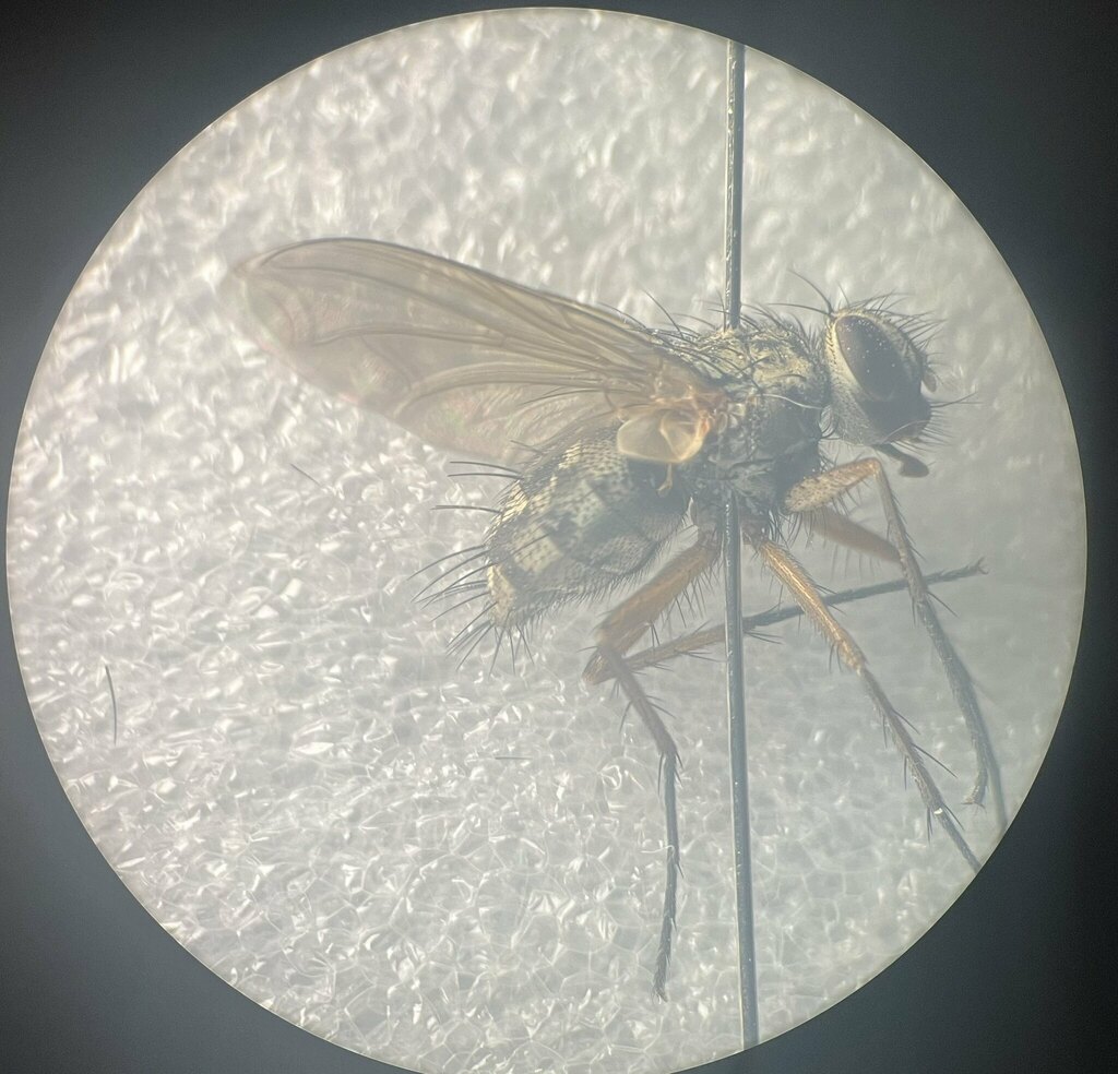 Ptilodexia rufipennis