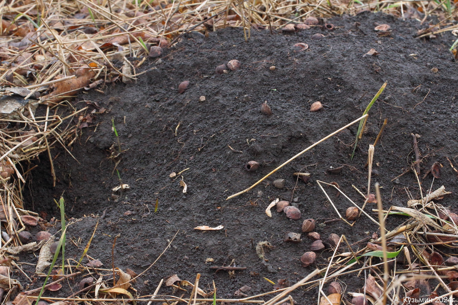 Обыкновенный Хомяк (Cricetus cricetus)