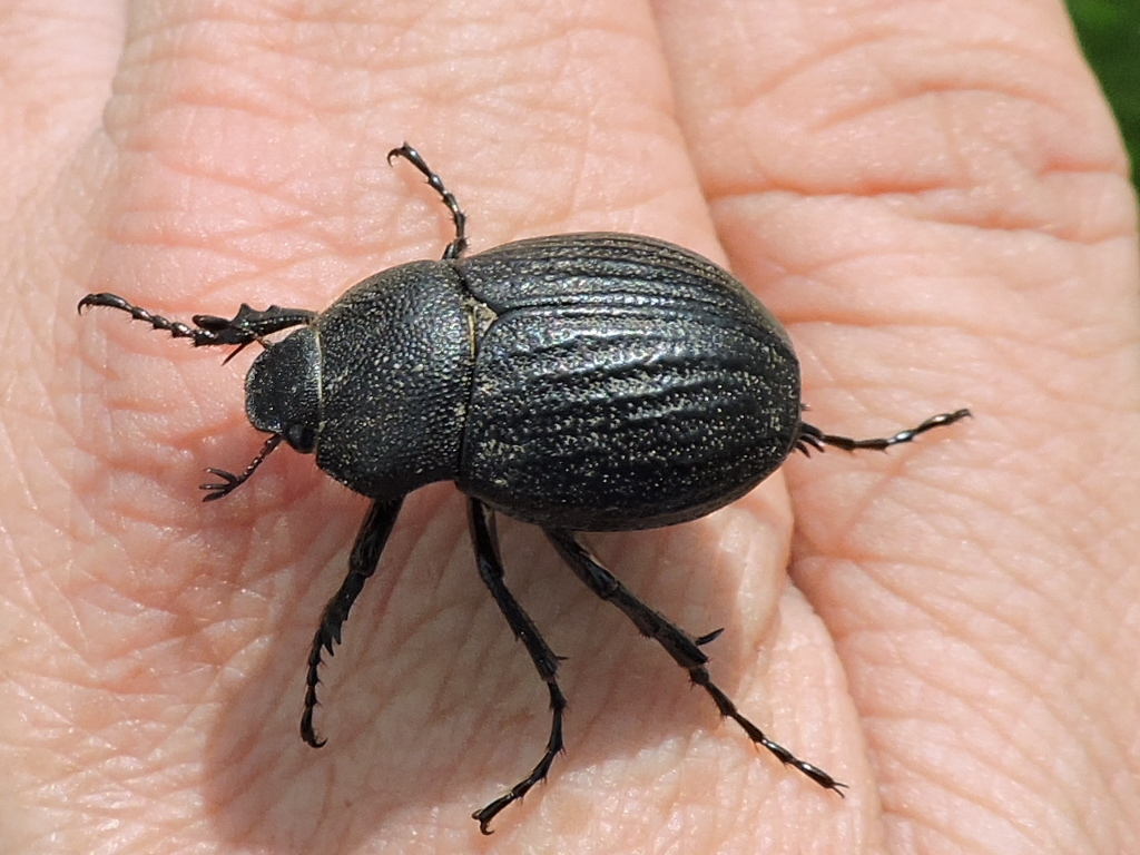 Ribbed Phyllophaga