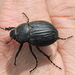Phyllophaga cribrosa - Photo (c) Sam Kieschnick, some rights reserved (CC BY), uploaded by Sam Kieschnick