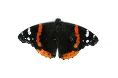 Insecta