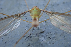 Leptotarsus albistigma