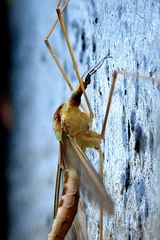 Leptotarsus albistigma