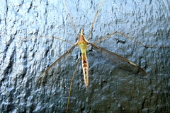 Leptotarsus albistigma