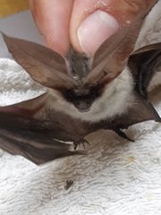 Plecotus kolombatovici