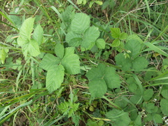 Rubus corylifolius