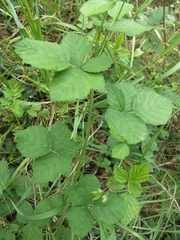 Rubus corylifolius