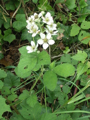 Rubus corylifolius