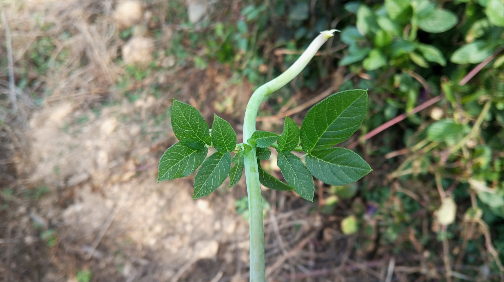 Imagem de Sino-de-jardim