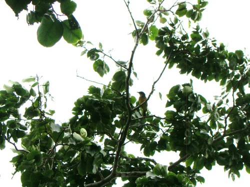 Melanesian Whistler (Pachycephala chlorura), photo 4