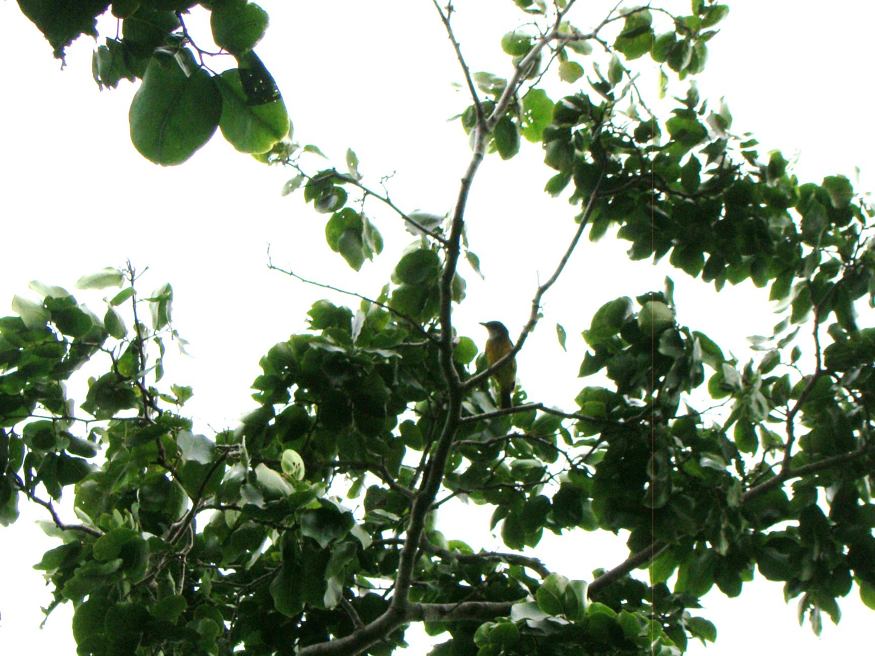 Melanesian Whistler (Pachycephala chlorura), photo 4