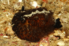 Atagema intecta