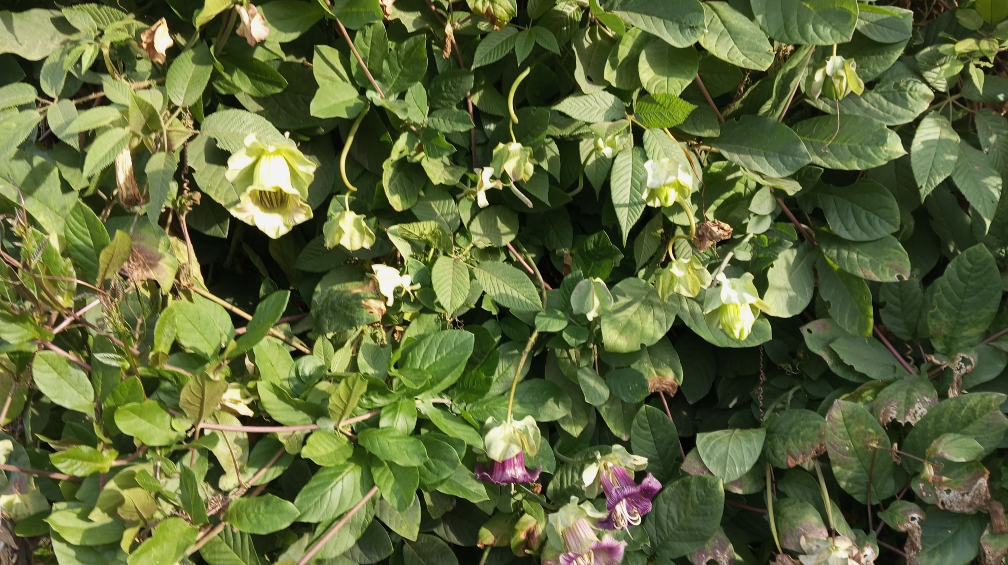 Imagem de Sino-de-jardim