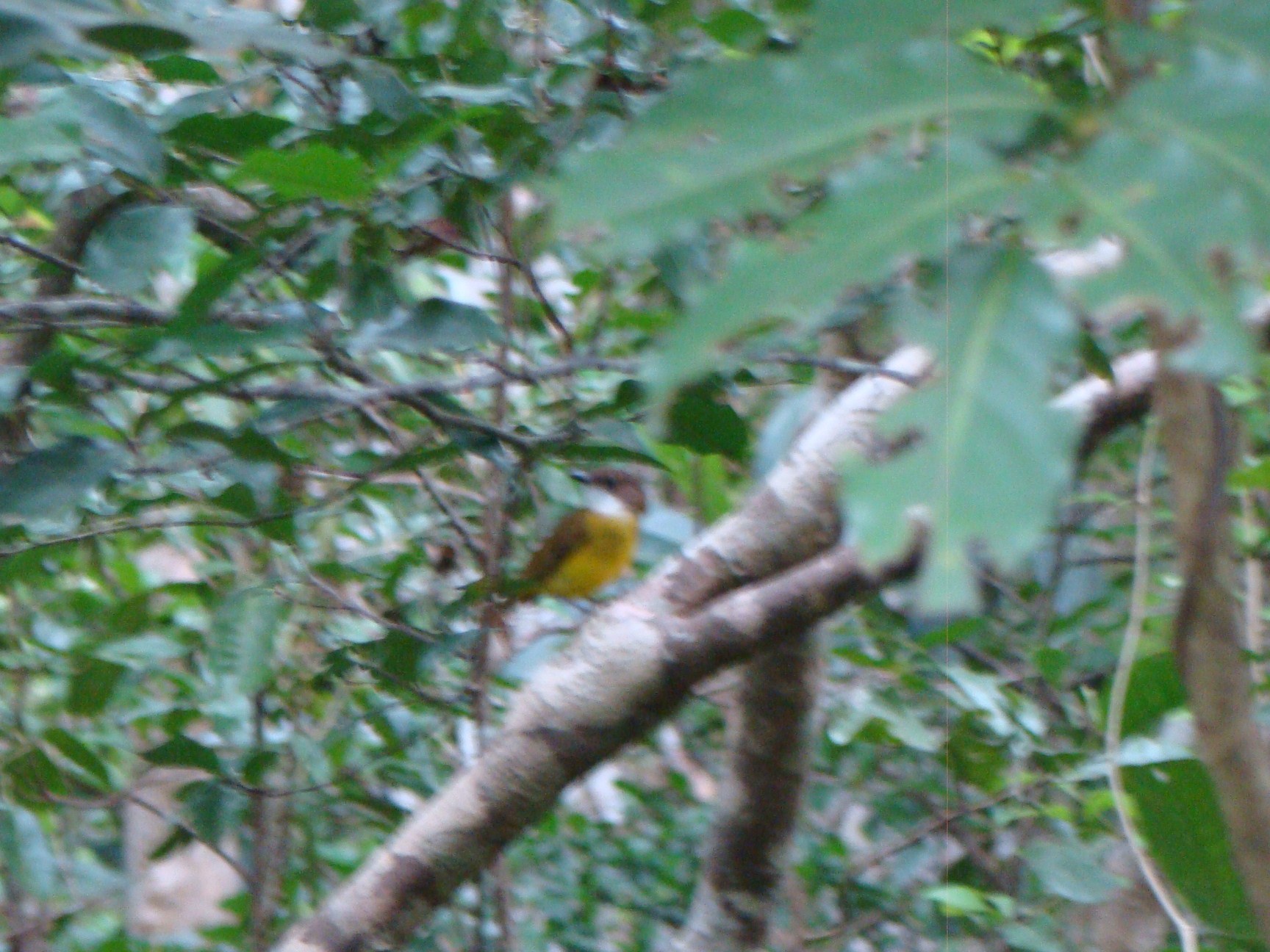 Melanesian Whistler (Pachycephala chlorura), photo 3