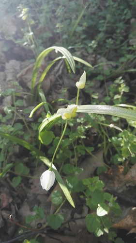 Few-flowered Leek