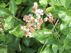 Rubus schnedleri