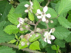 Rubus schnedleri
