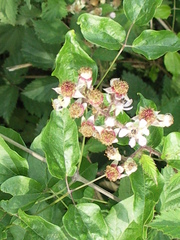 Rubus schnedleri