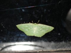 Insecta