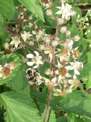 Rubus schnedleri