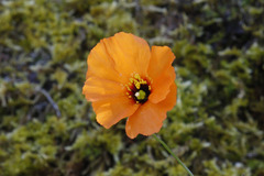 Papaver heterophyllum
