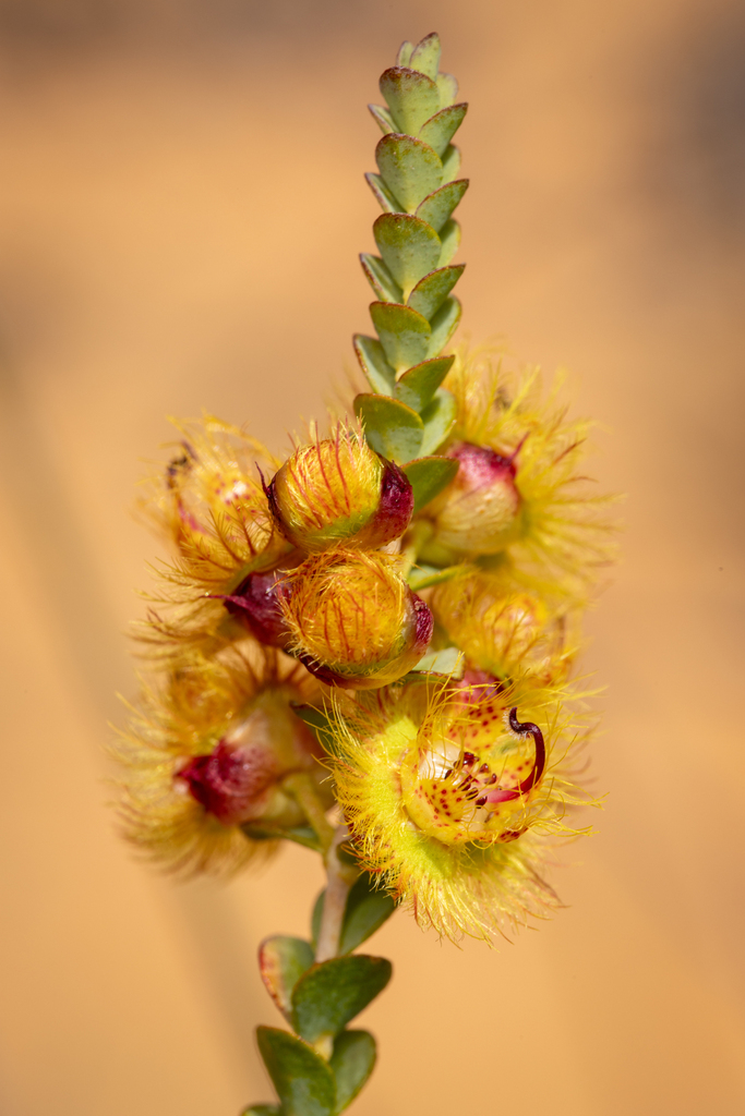 Verticordia chrysostachys