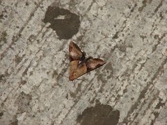 Insecta