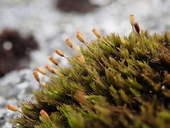 Racomitrium fasciculare