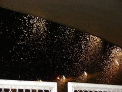 Insecta