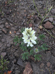 Lupinus malacophyllus