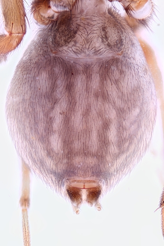 South American Toothed Hacklemesh Weaver