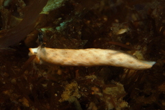 Dermatobranchus albus