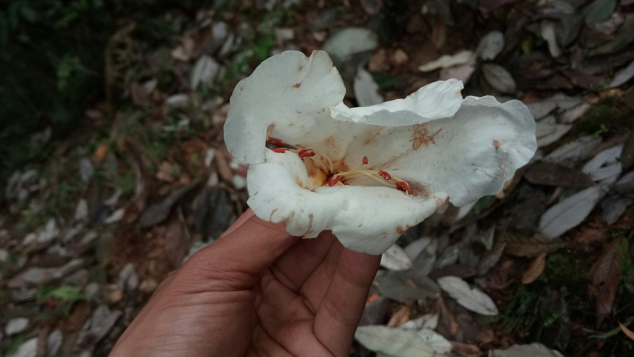 Rhododendron dalhousiae  iNaturalist
