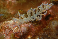 Phyllodesmium poindimiei