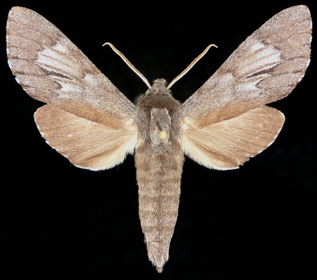 Gulf Pine Sphinx