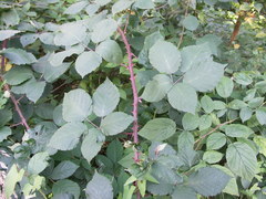 Rubus stimulifer