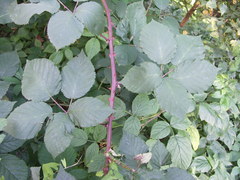 Rubus stimulifer