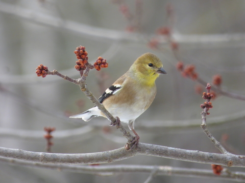American Goldfinch, photo 9 of 9