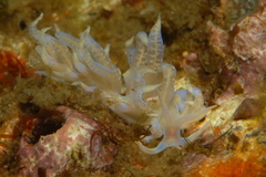 Phyllodesmium poindimiei