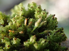 Plenogemma phyllantha