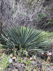 Hesperoyucca whipplei