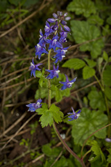 Delphinium bakeri