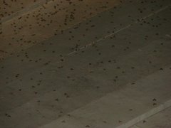 Insecta