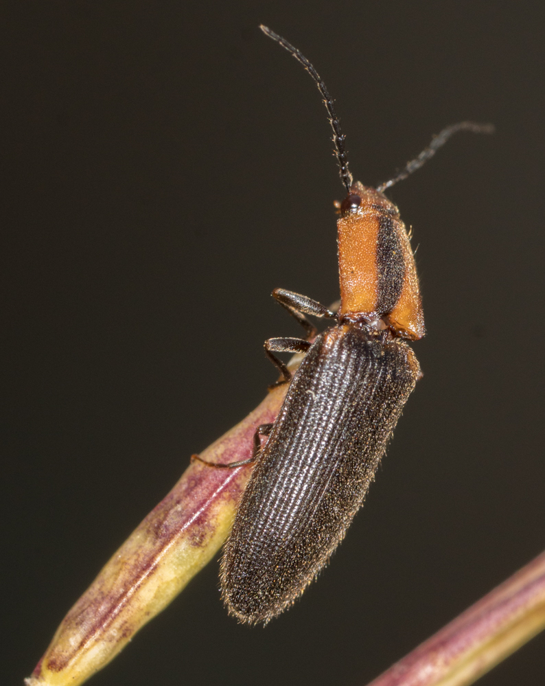 Dendrometrini