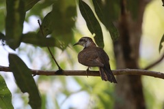 Cacomantis sonneratii