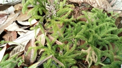 Lycopodium japonicum