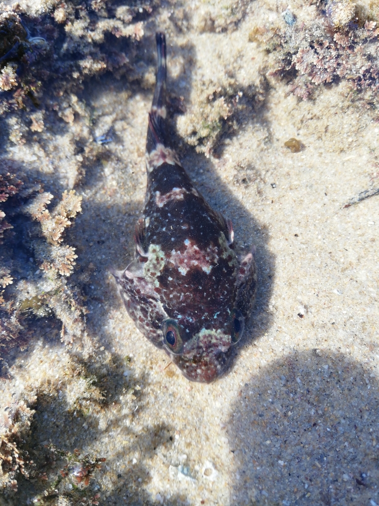 Rocksucker (Chorisochismus dentex)