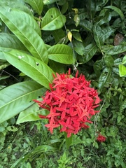 Ixora coccinea — photo 2