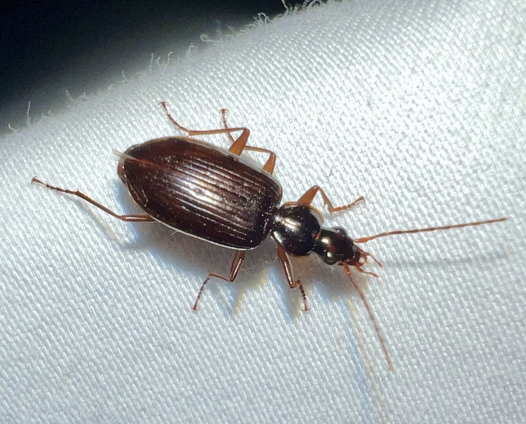 Platynus cincticollis